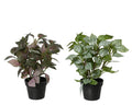 Pre-potted fittonia plant
