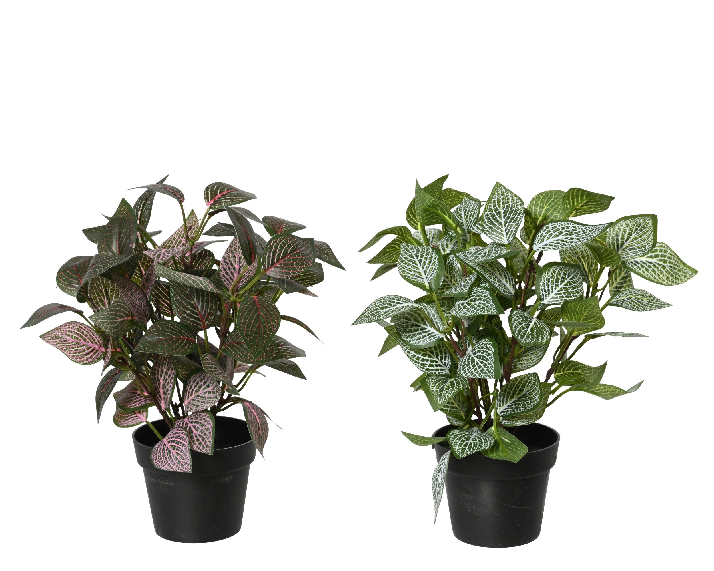 Pre-potted fittonia plant