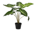Caladium plant (small)