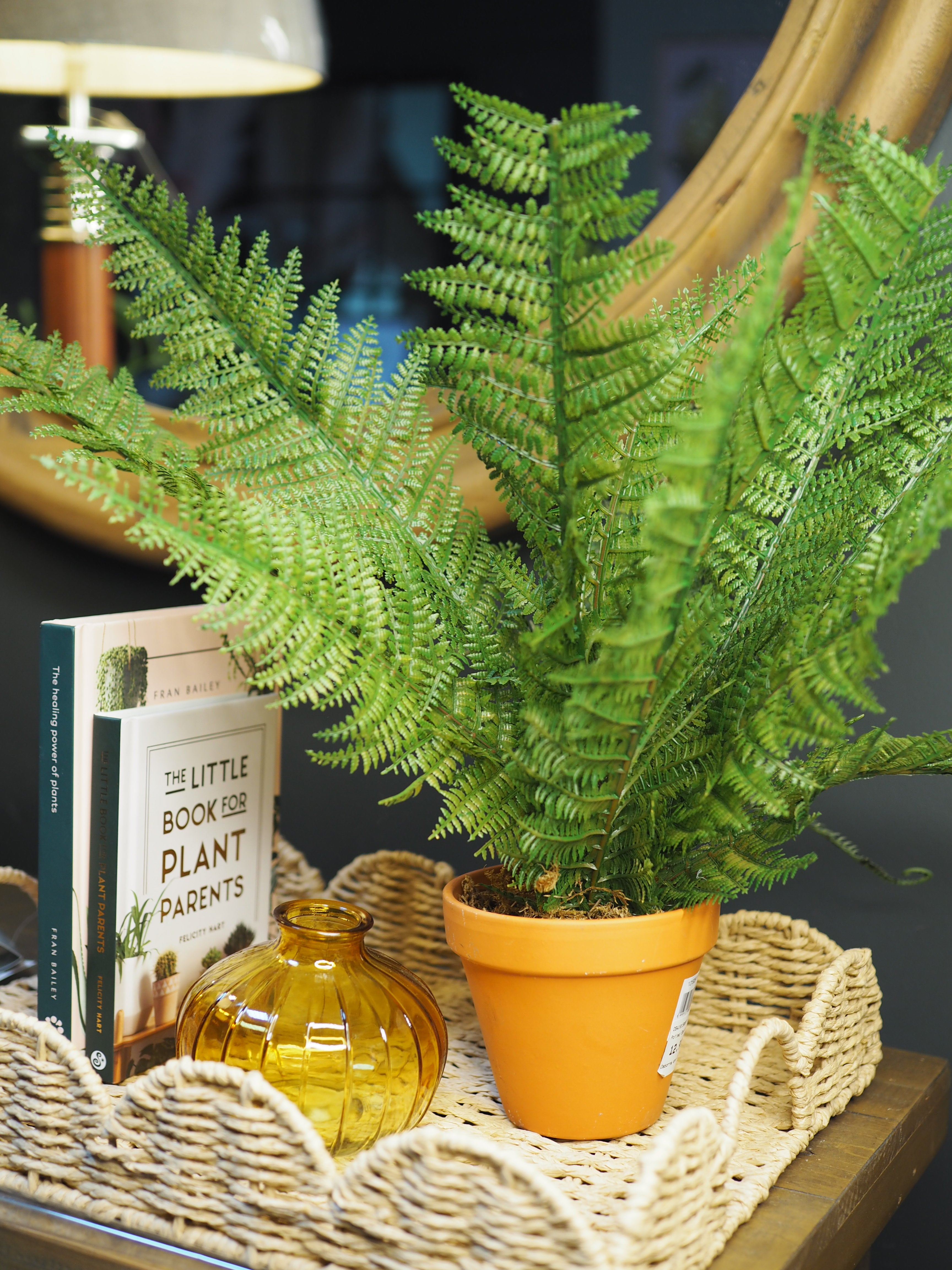 Potted boston fern plant