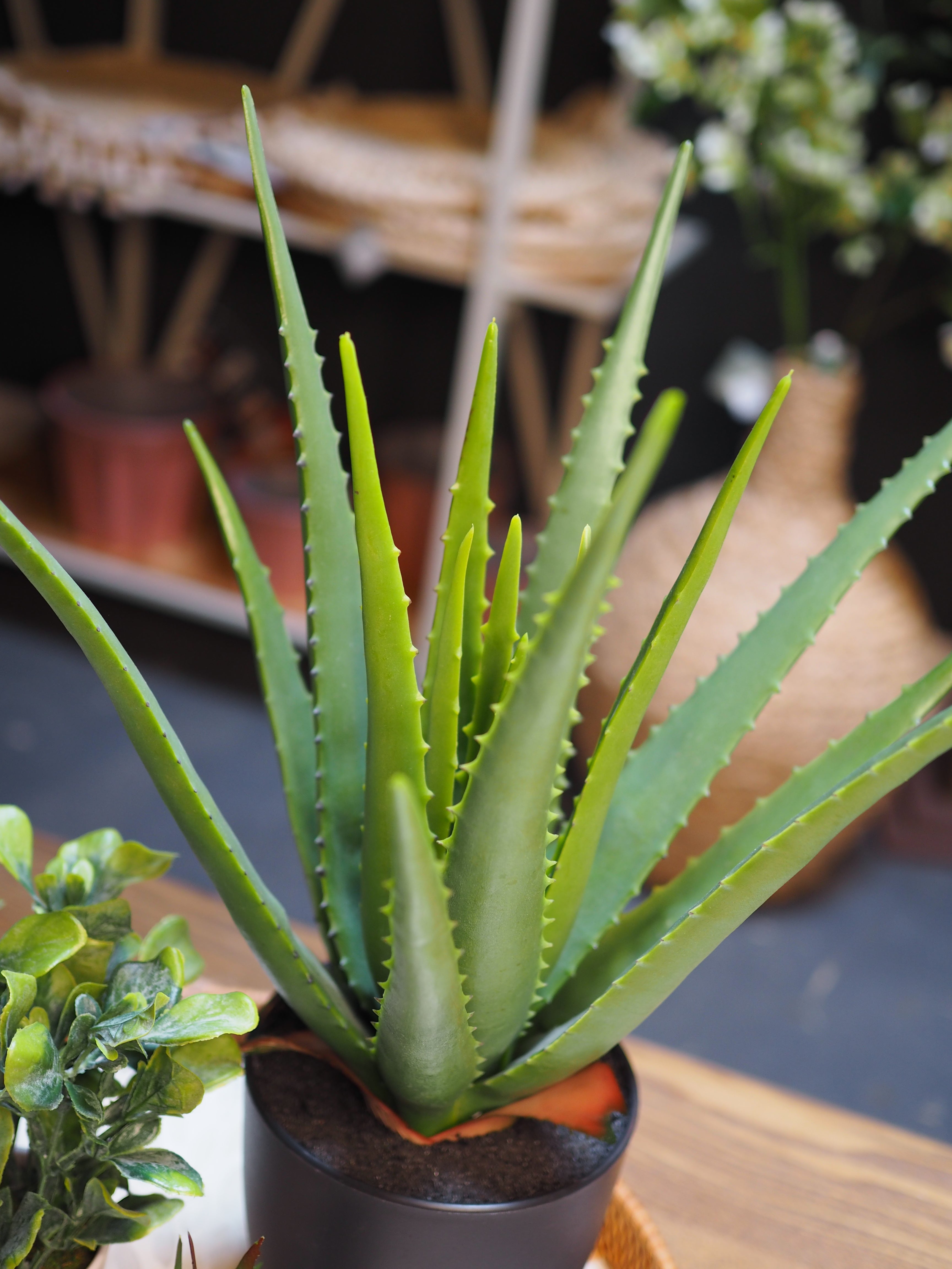 Potted faux aloe vera