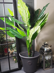 Parlour plant