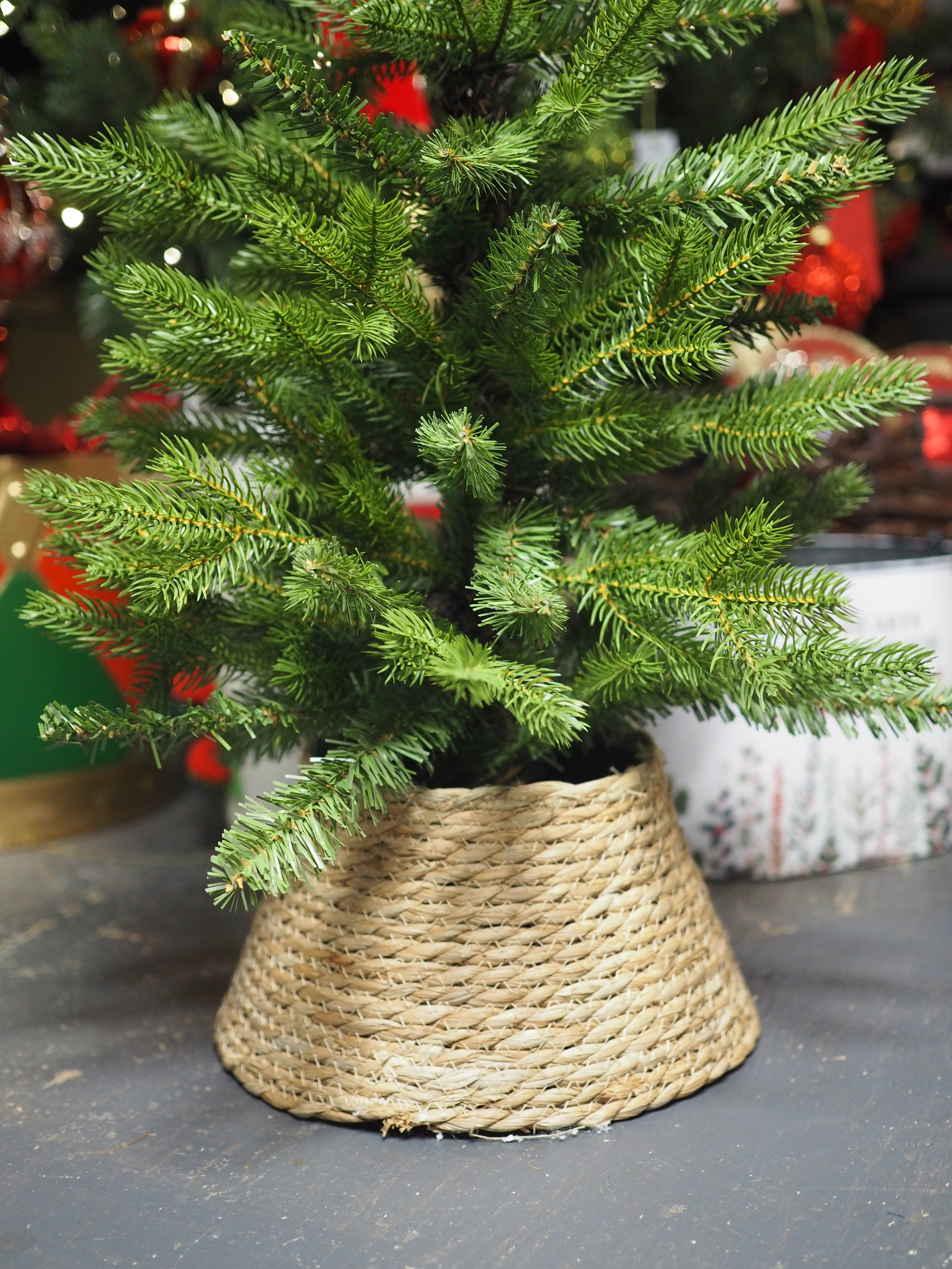 Mini potted Allison (75cmH) with mini wicker tree ring