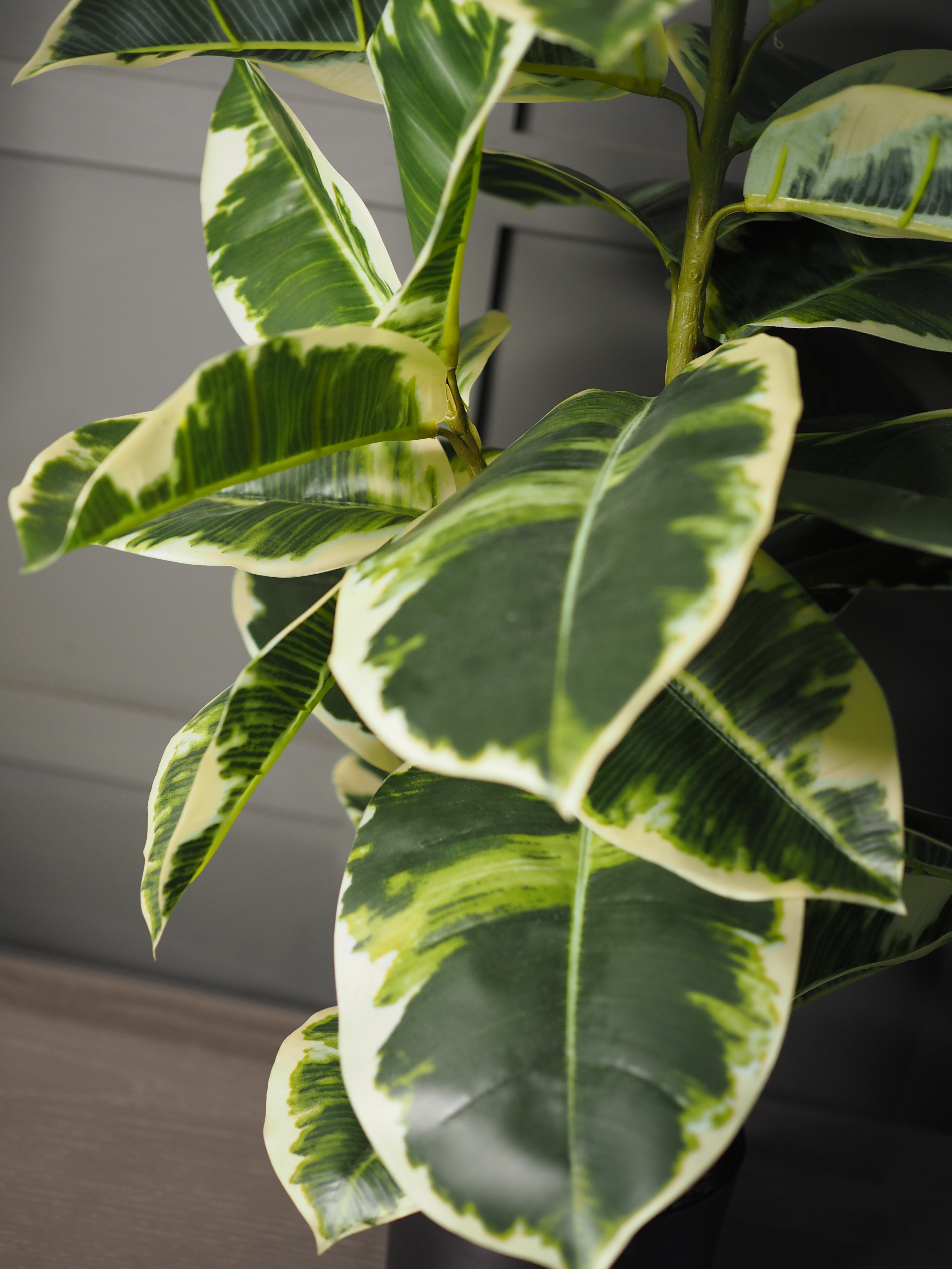 Rubber plant in pot