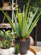 Potted faux aloe vera