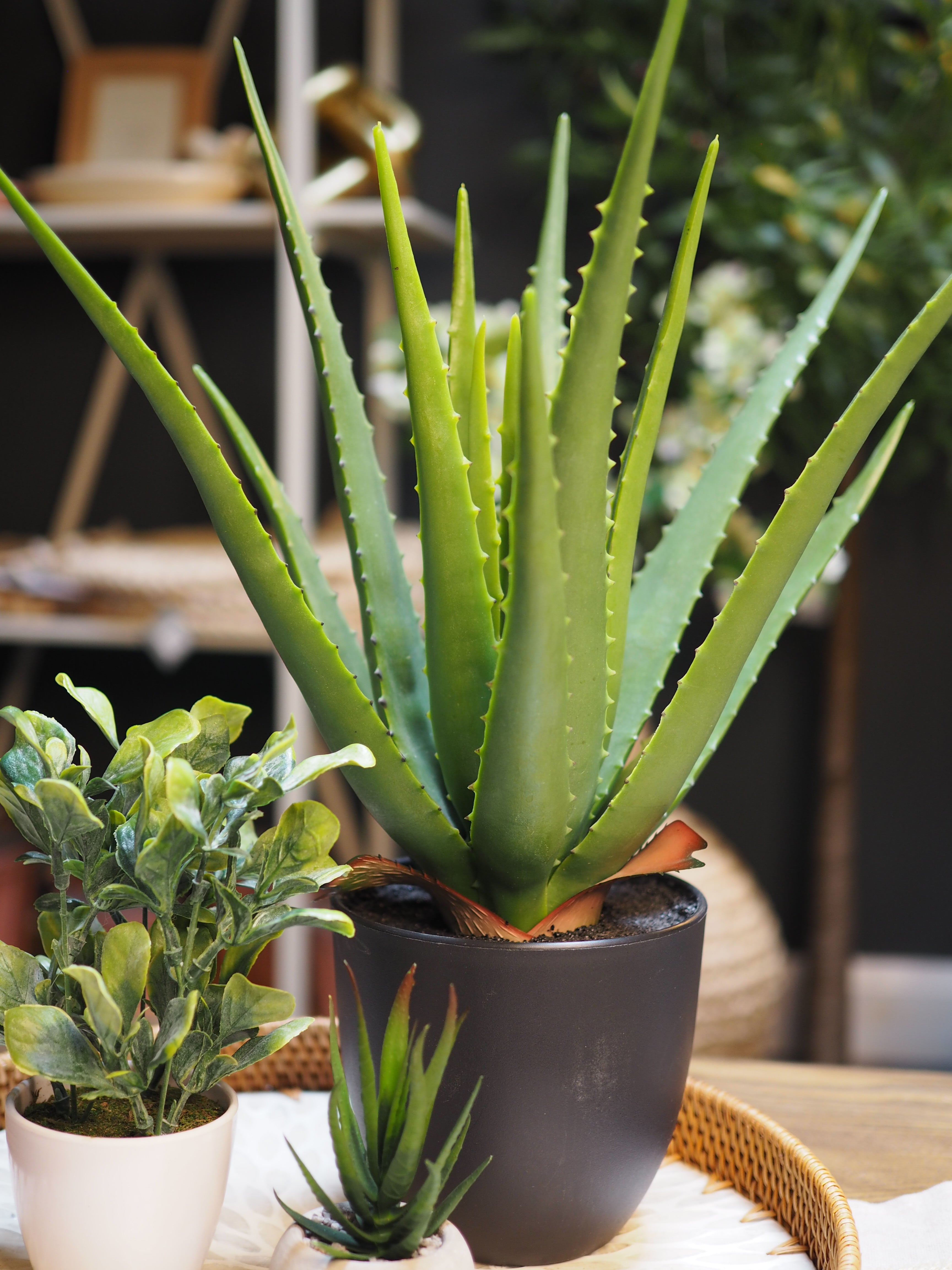 Potted faux aloe vera