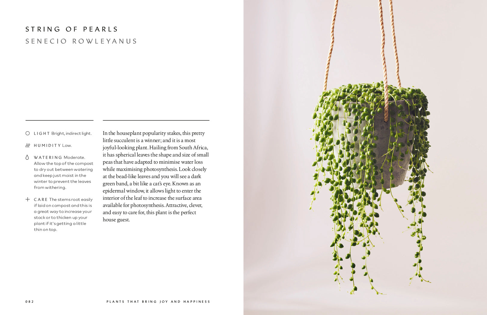 Healing power of plants