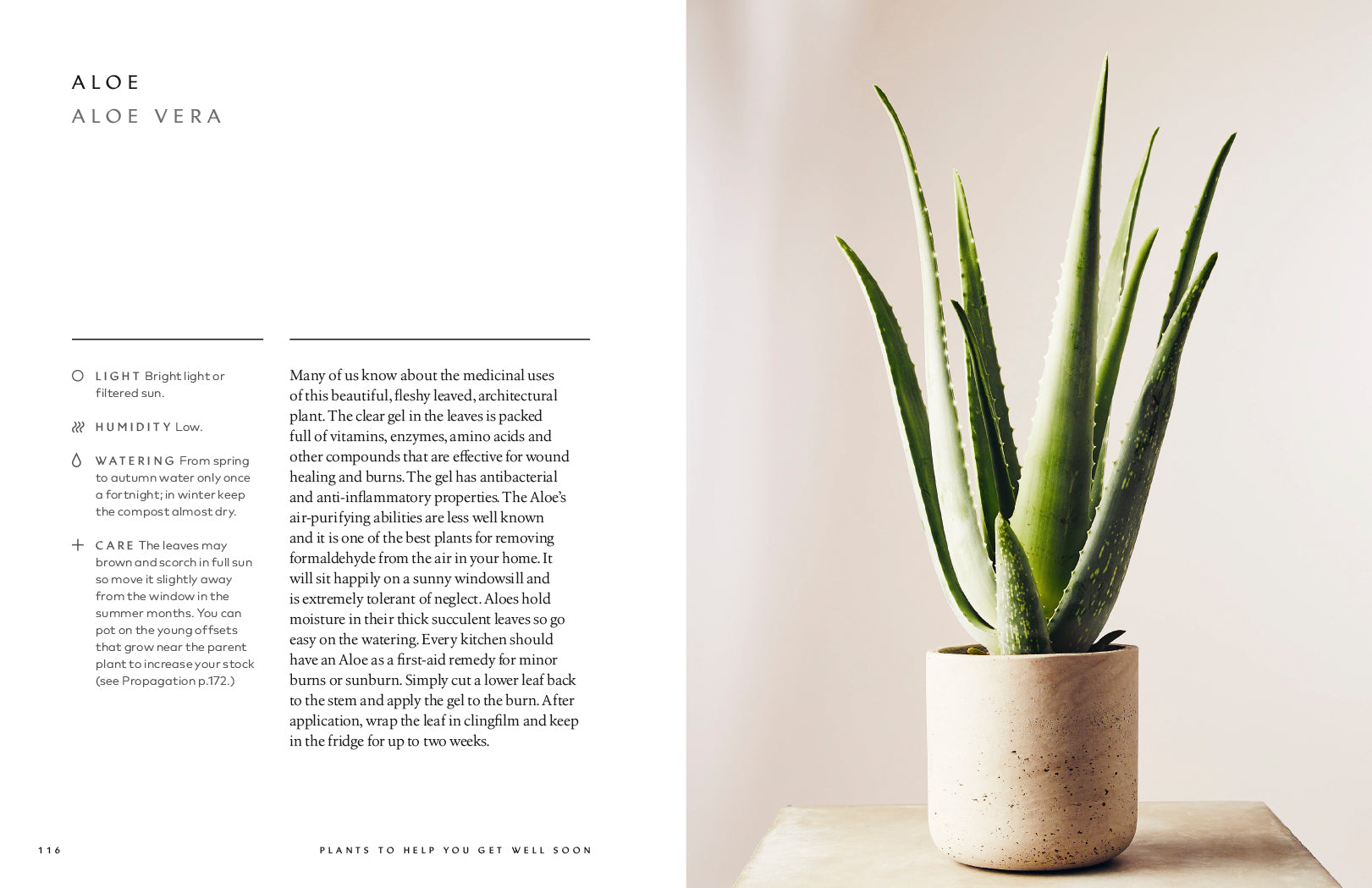 Healing power of plants