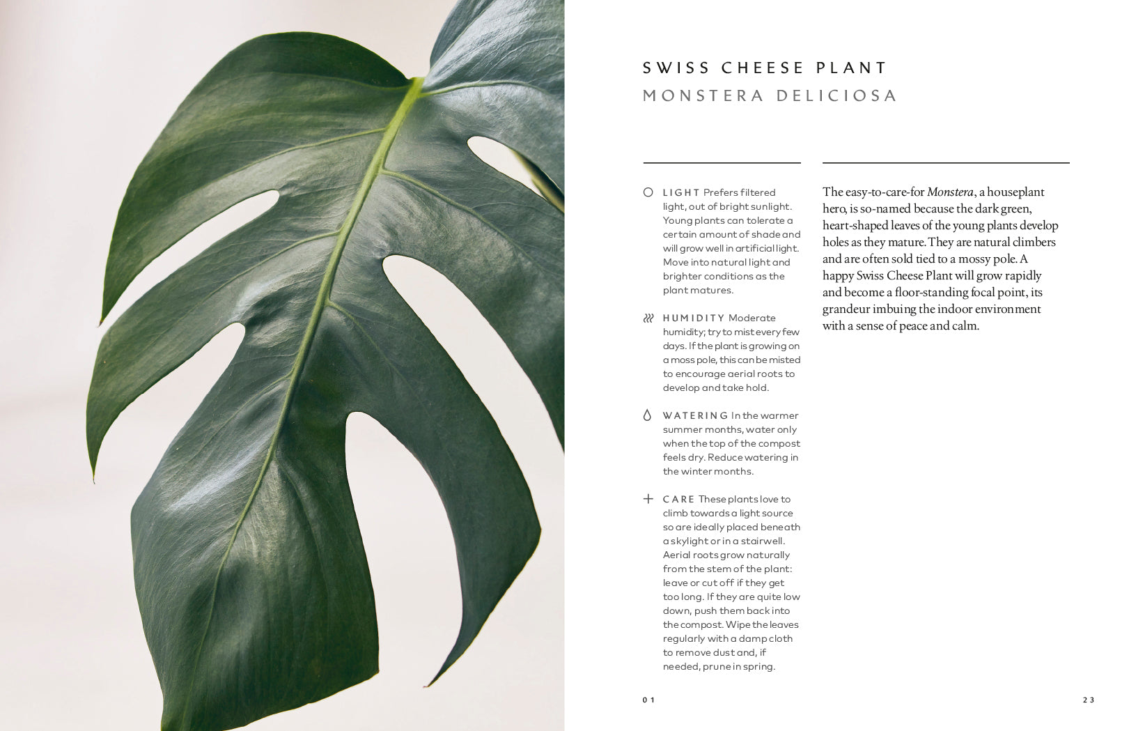 Healing power of plants