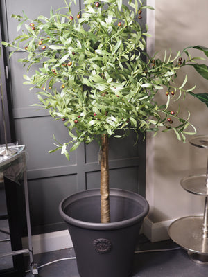Olive tree