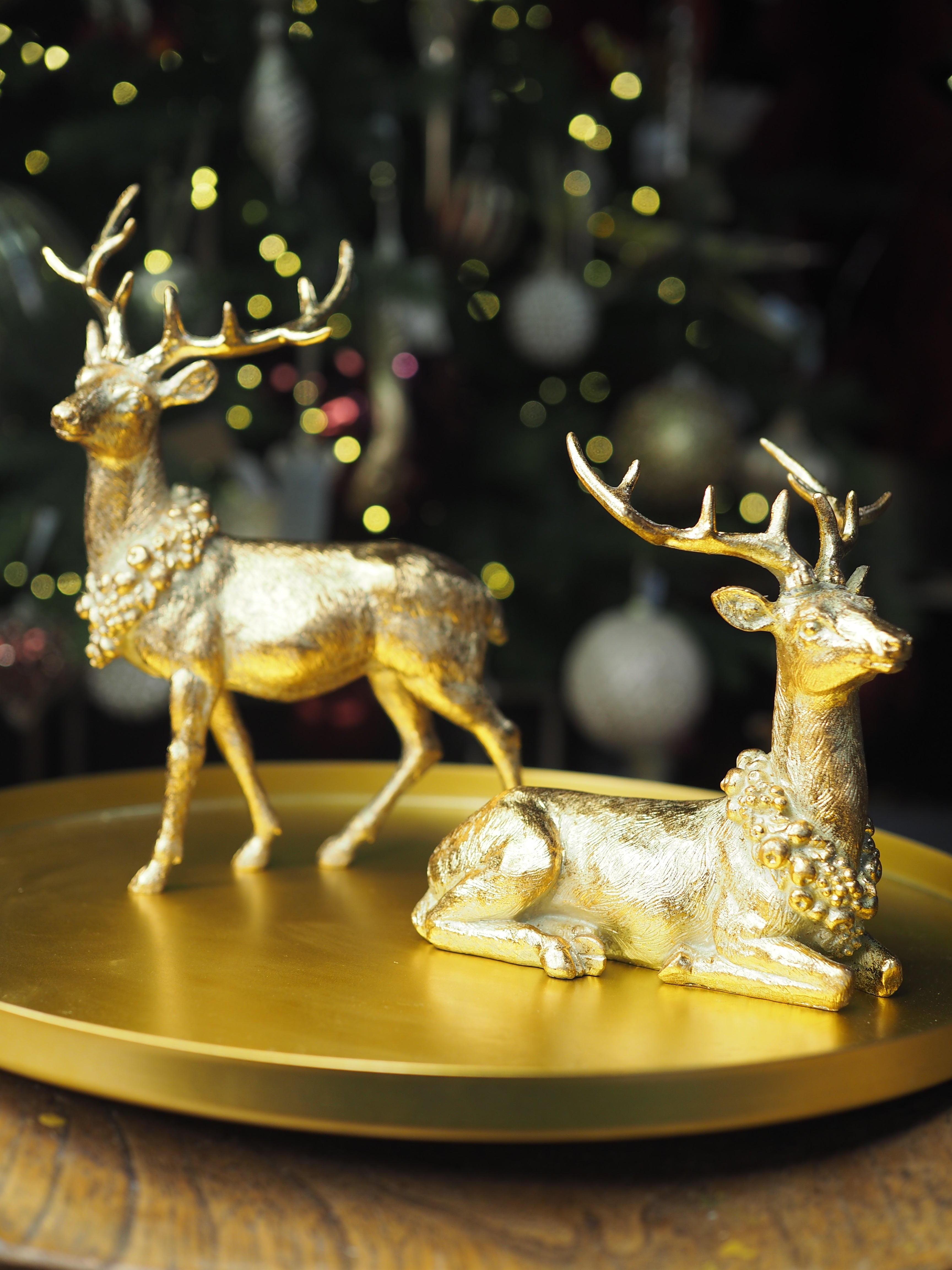 Gold collared laying reindeer