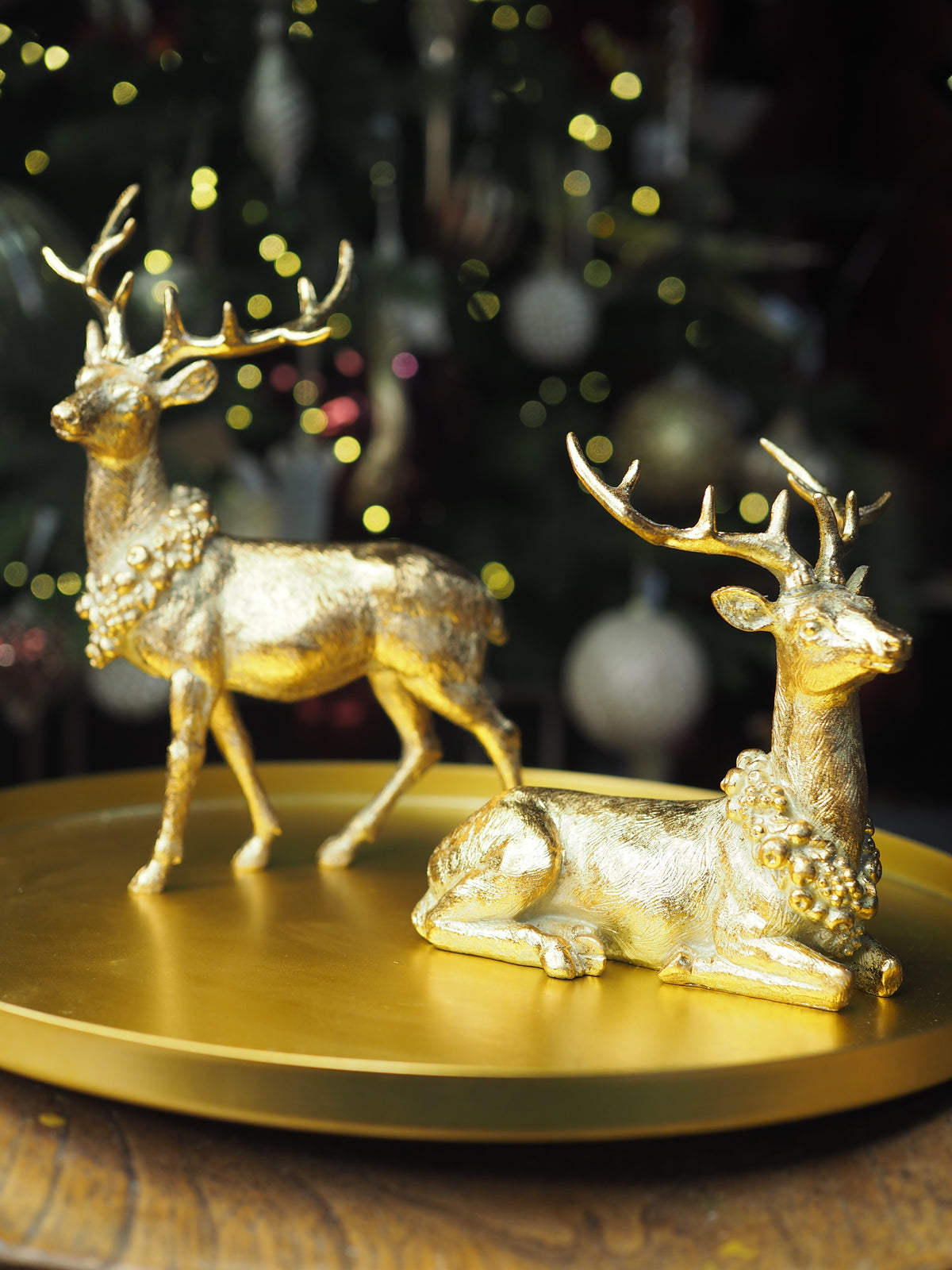 Gold collared laying reindeer