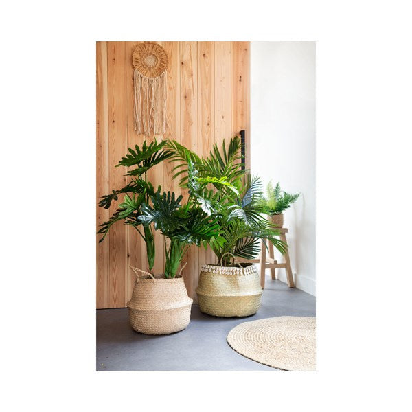Fortunei tree in pot