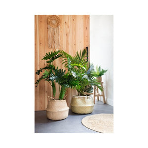 Fortunei tree in pot