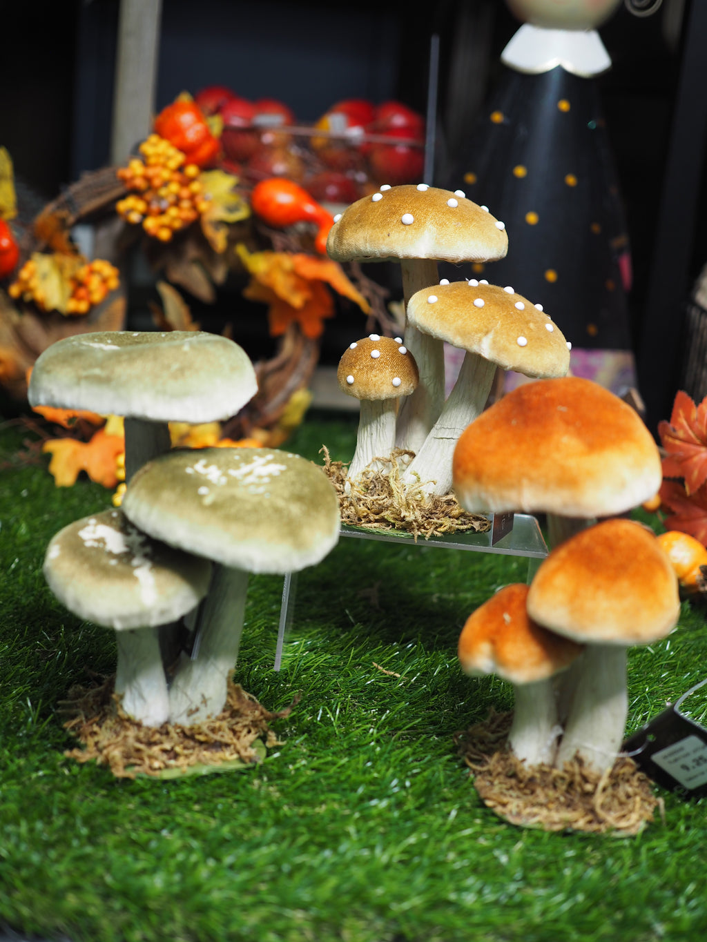 Medium toadstool family