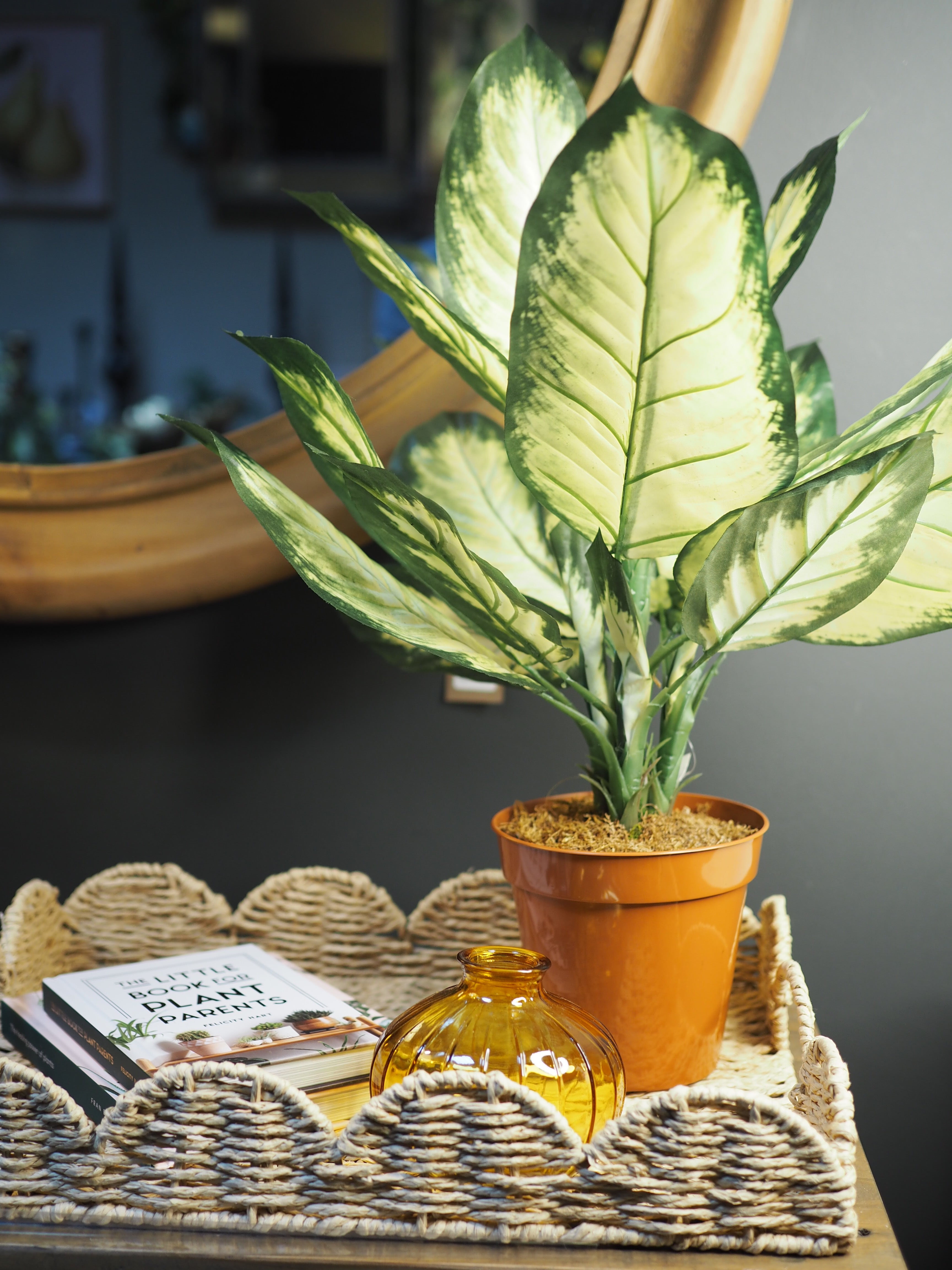 Potted dieffenbachia plant