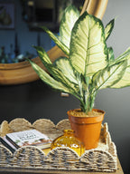 Potted dieffenbachia plant