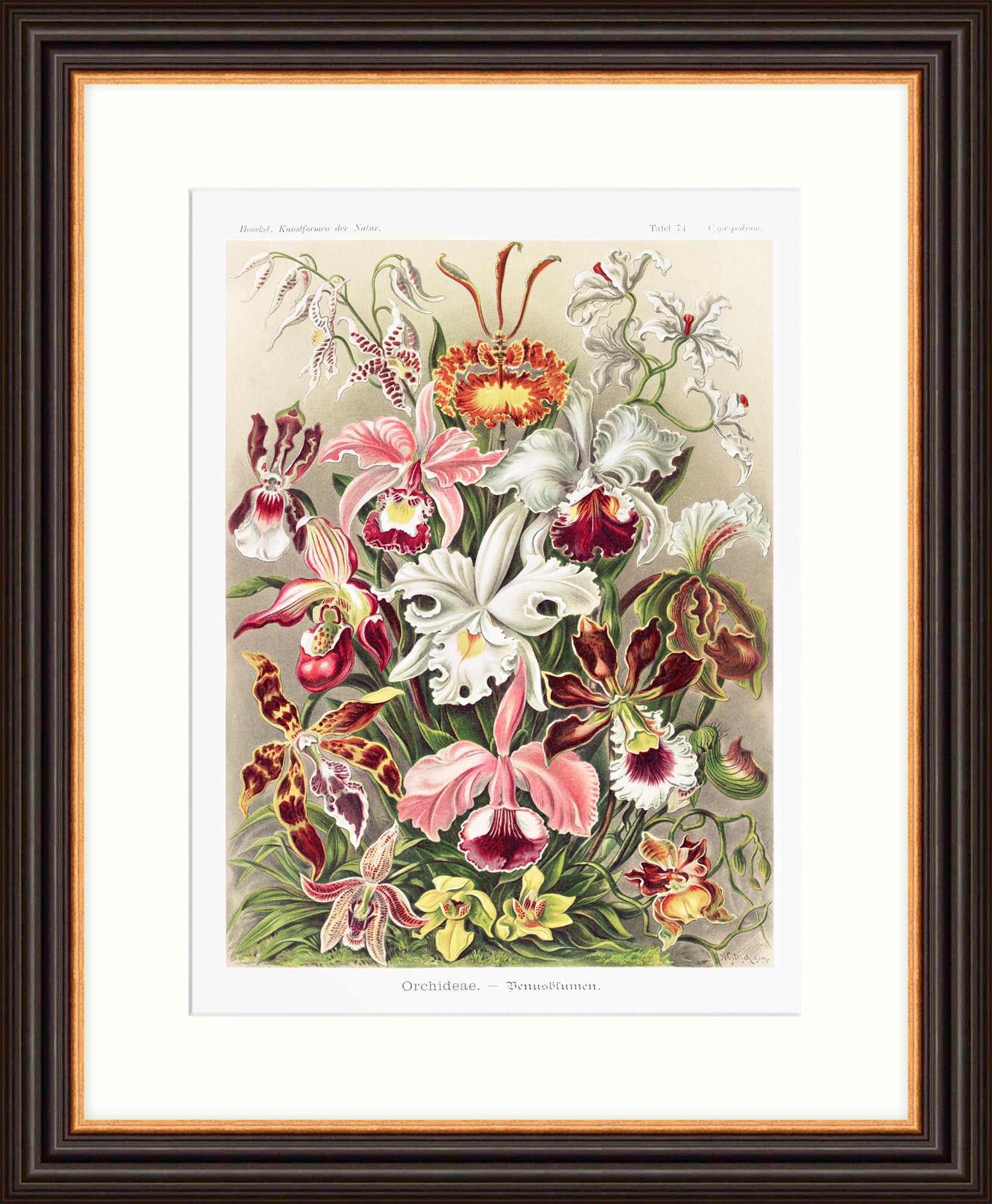 'Orchideae' - Ernest Haeckel