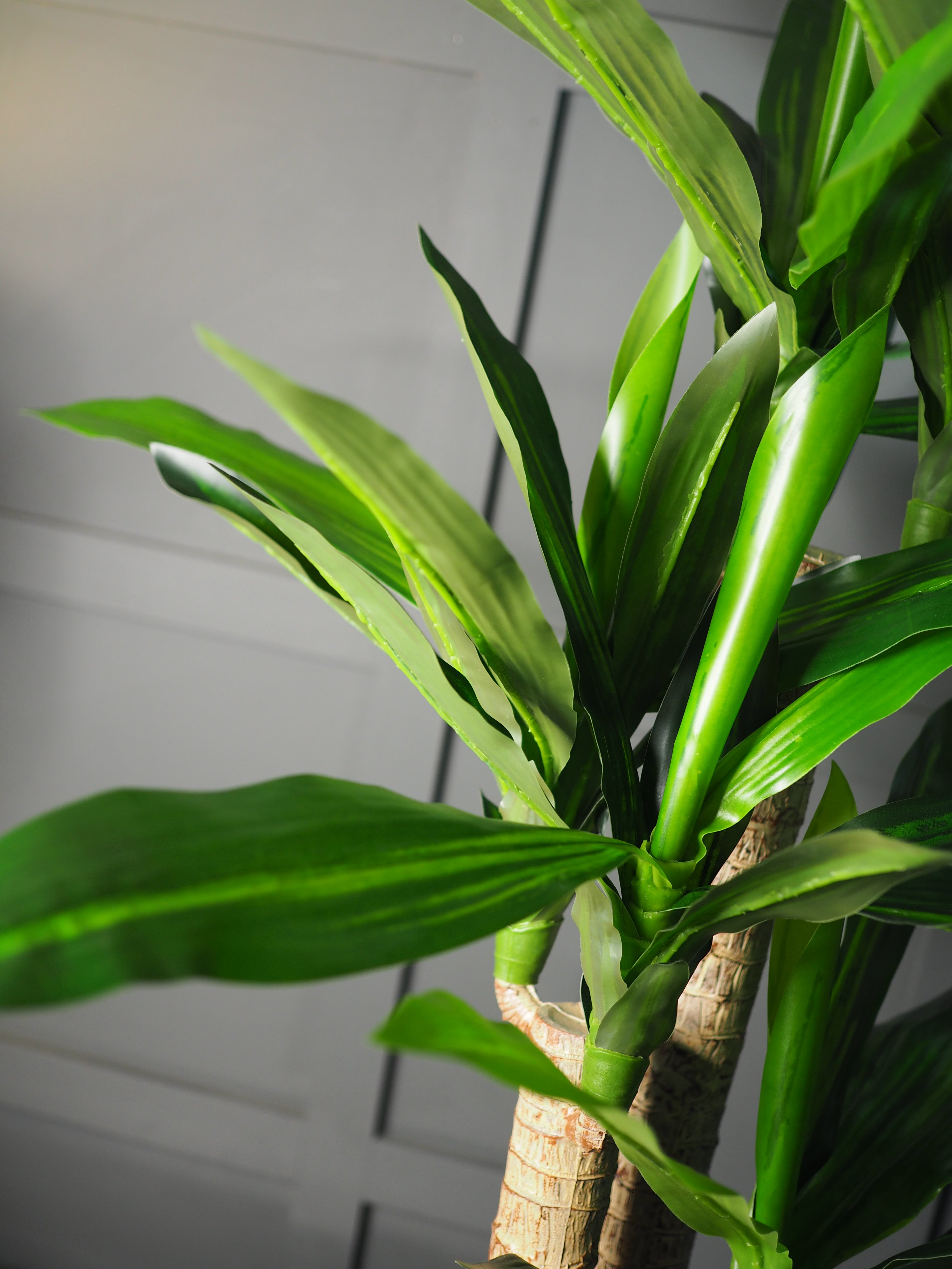 Dracaena plant in pot