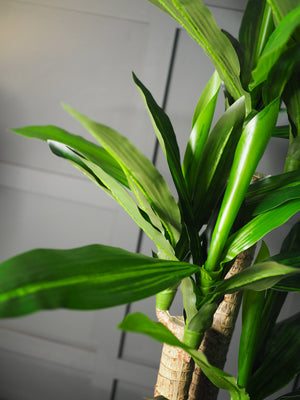 Dracaena plant in pot