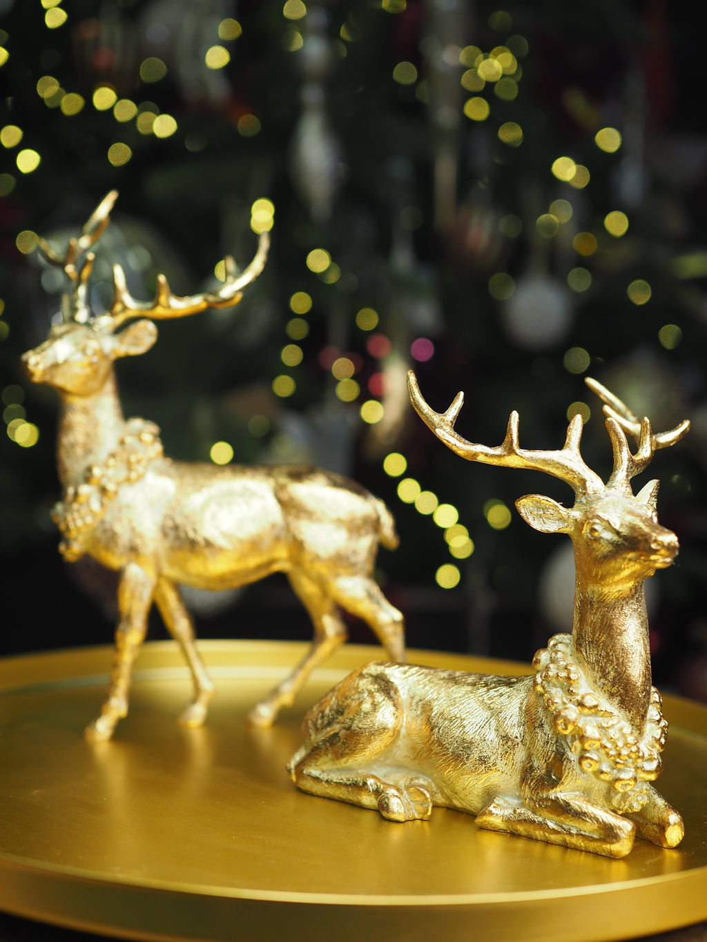 Gold collared laying reindeer