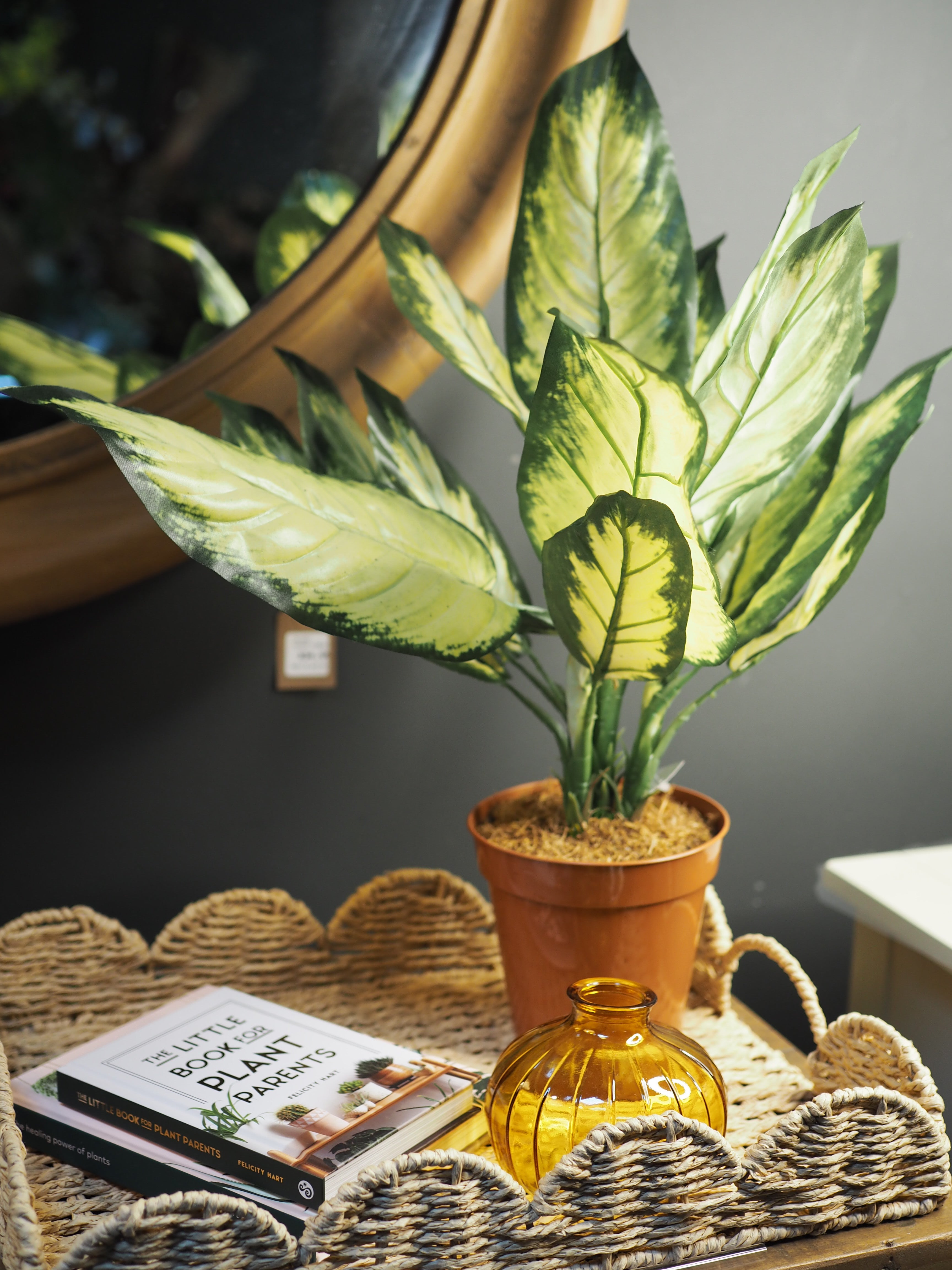 Potted dieffenbachia plant