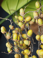 Acorn spray