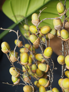 Acorn spray