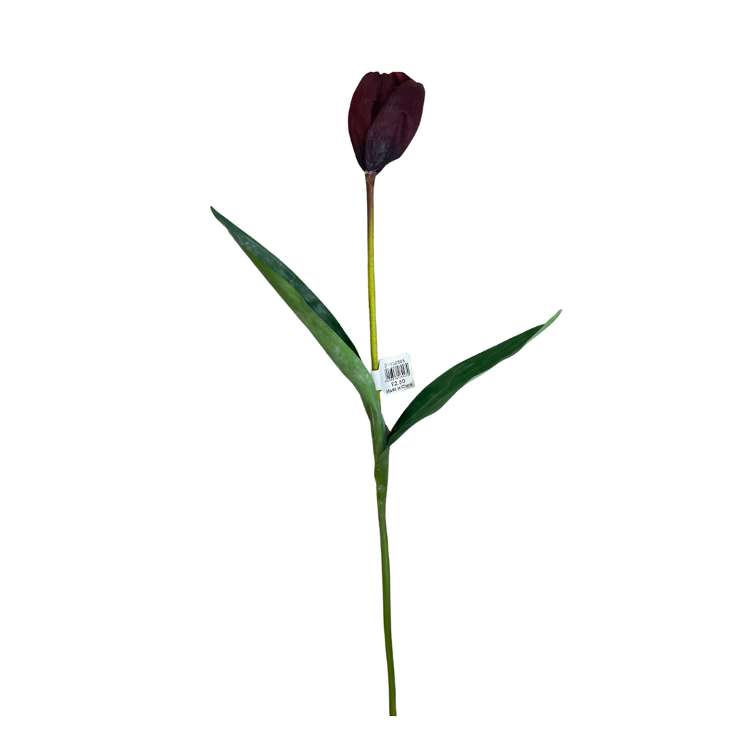 Dark burgundy tall tulip