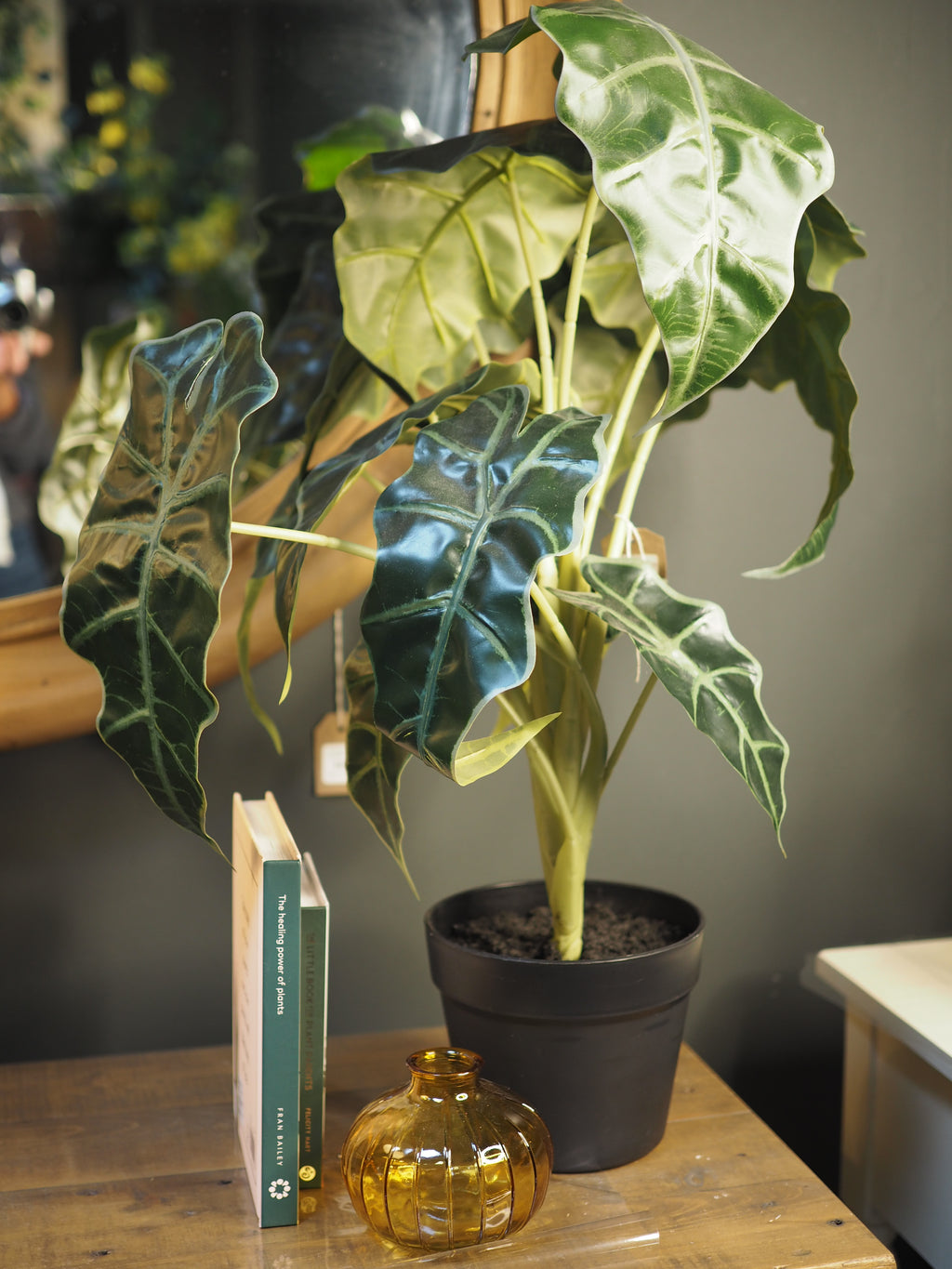 Alocesia Plant in pot