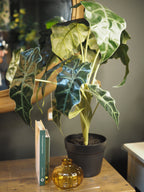 Alocesia Plant in pot