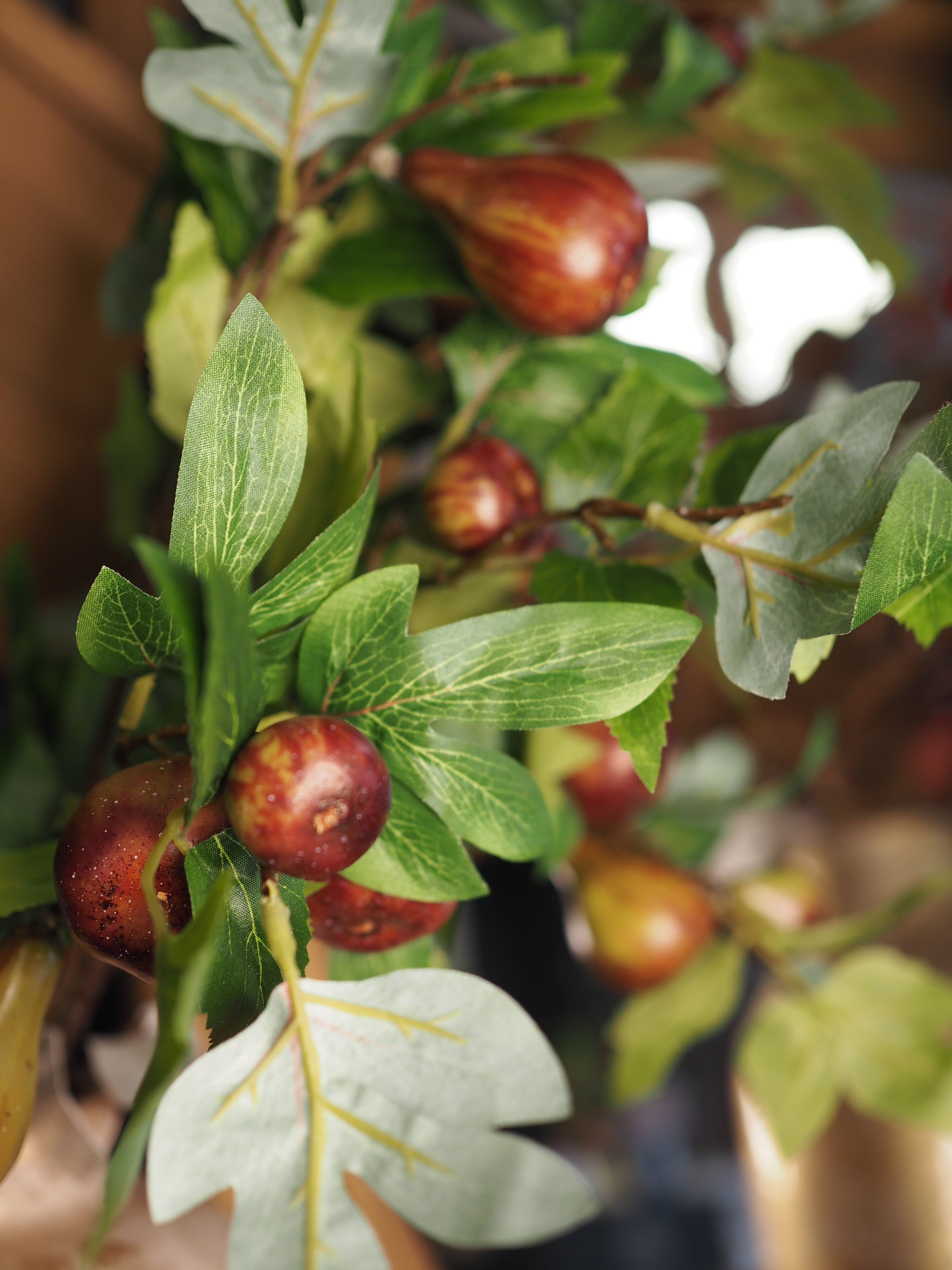 Fig Branch