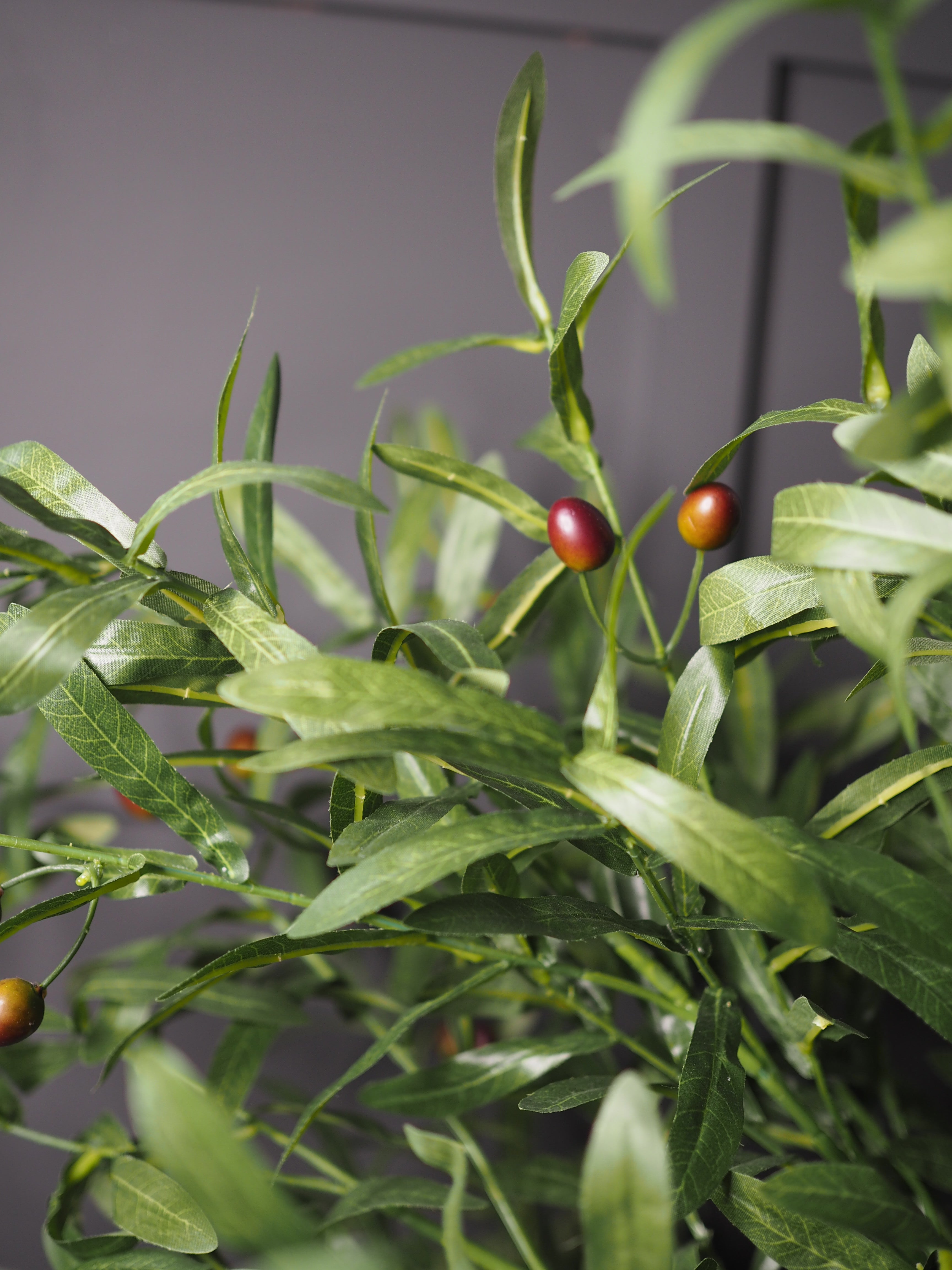 Olive tree
