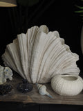 Large clam shell ornament