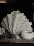 Large clam shell ornament