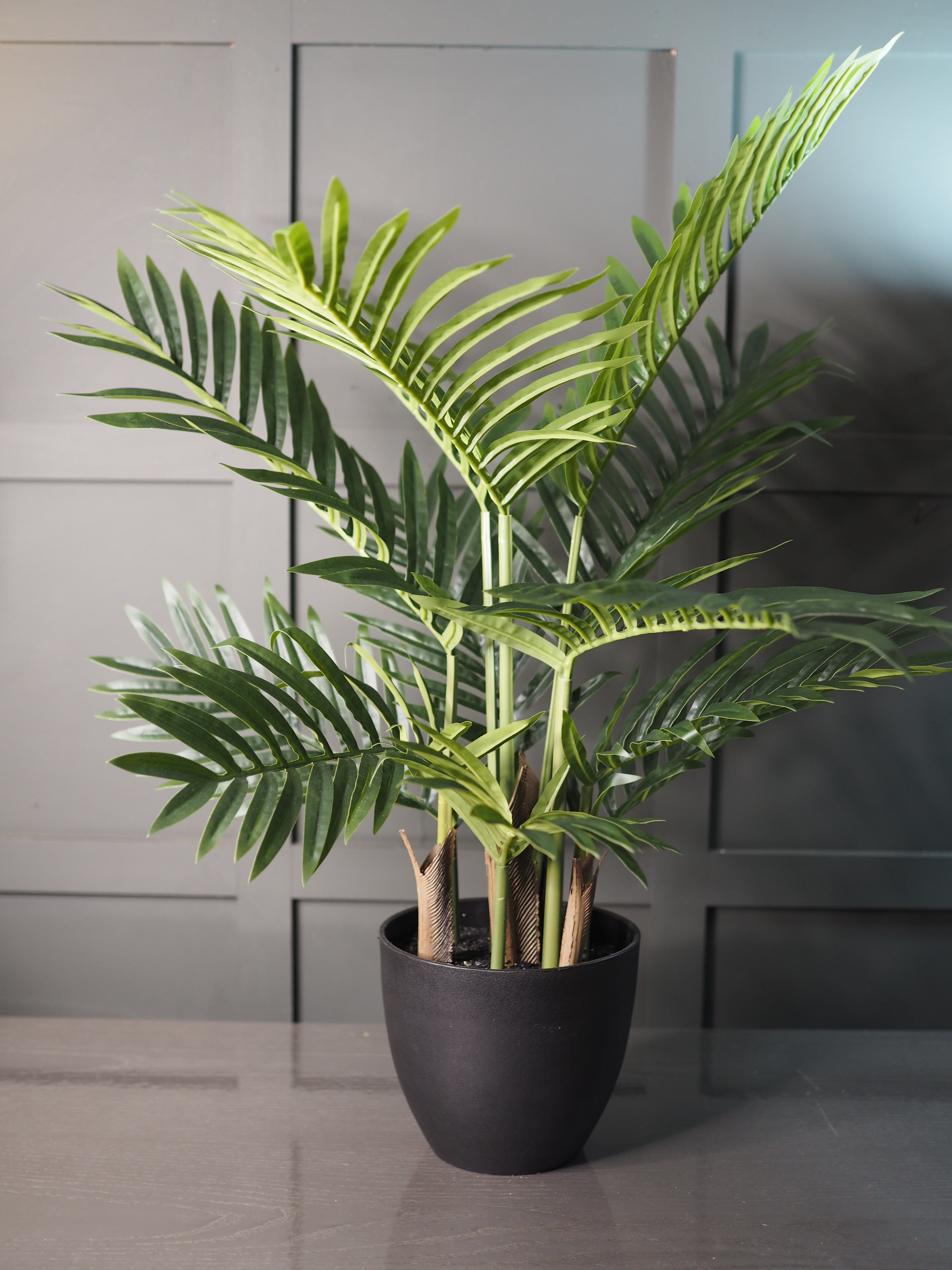 Medium palm tree plant in pot
