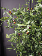 Olive tree