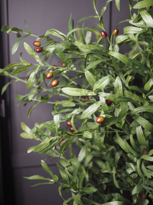 Olive tree