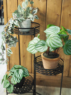 Black 3-tier plant stand