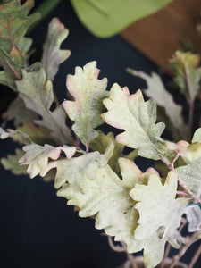 Subtle glitter oak leaf spray (Green tones)