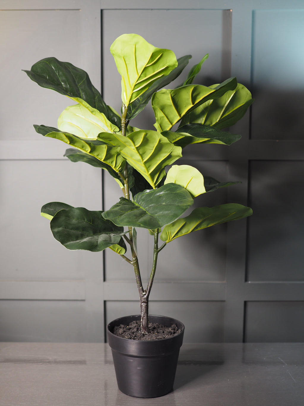 Fig tree in pot