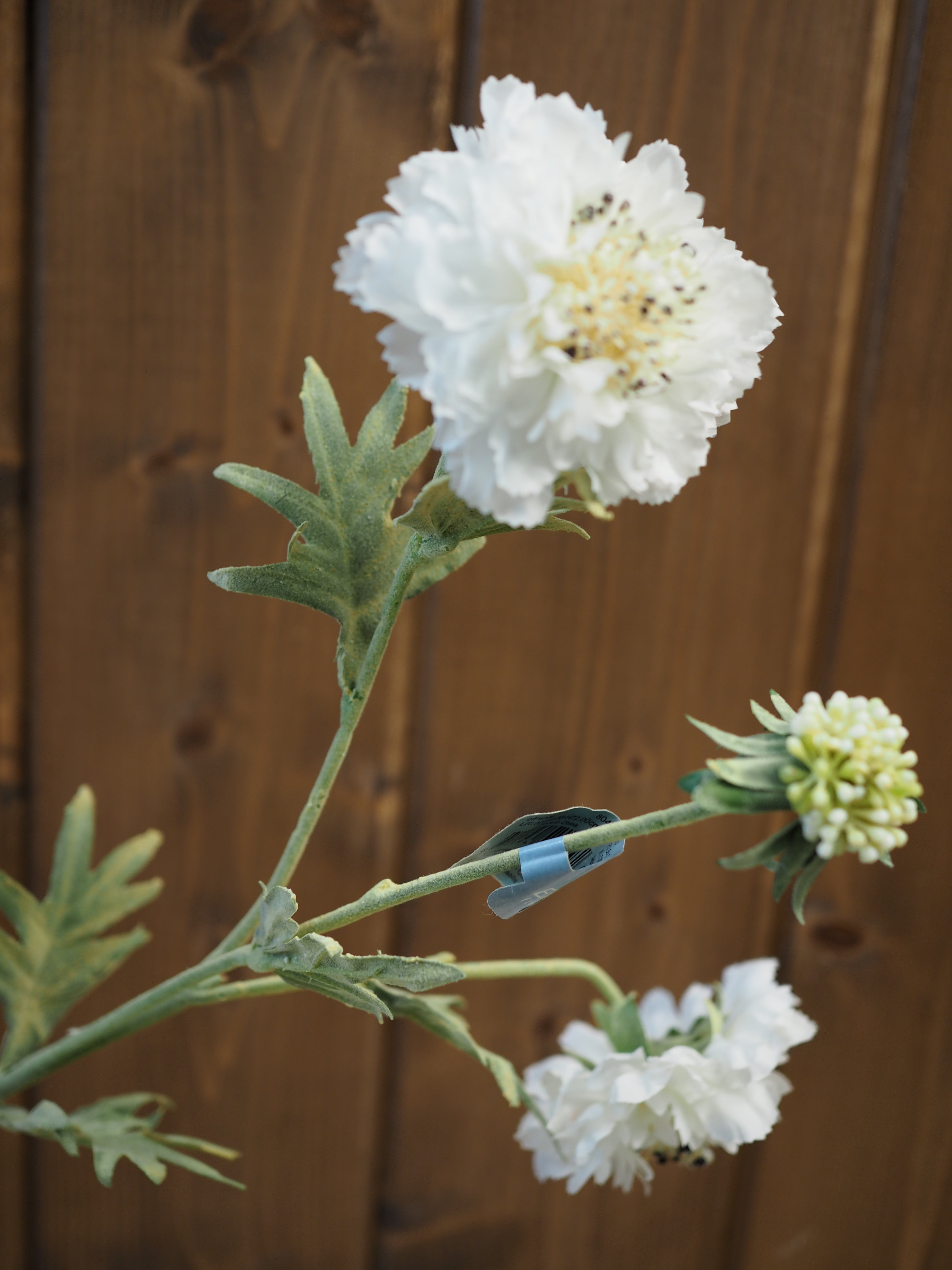 White Scabiossa Spray