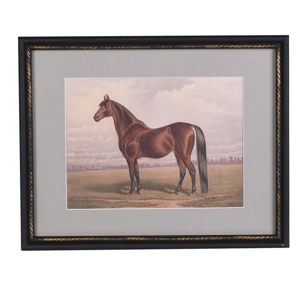 Stallion beauty framed print