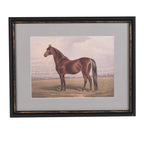 Stallion beauty framed print