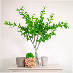 Hoya spray natural green