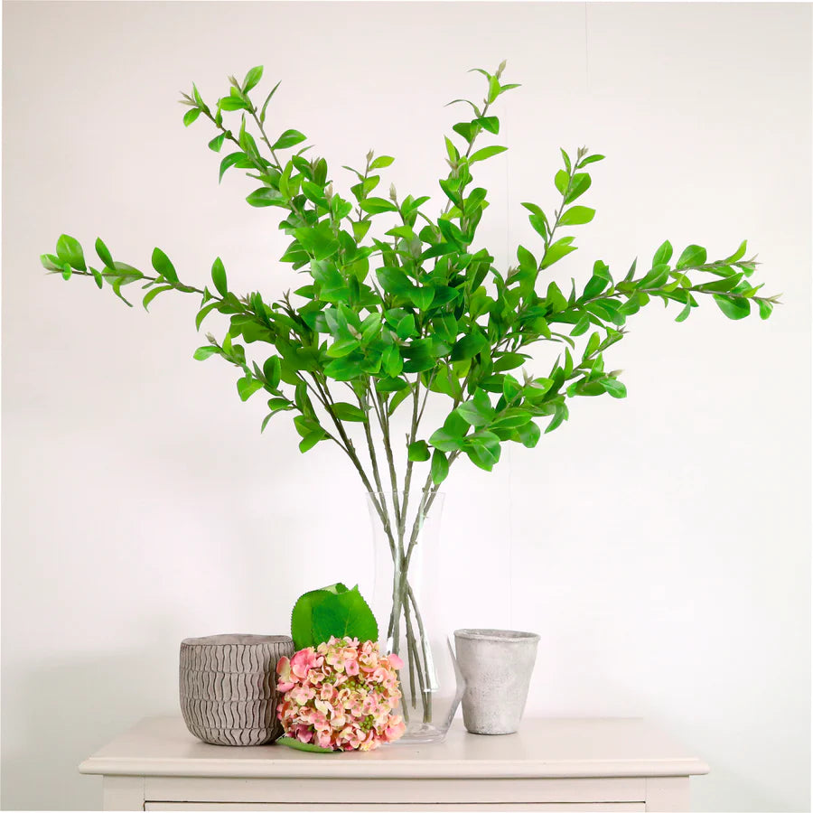 Hoya spray natural green