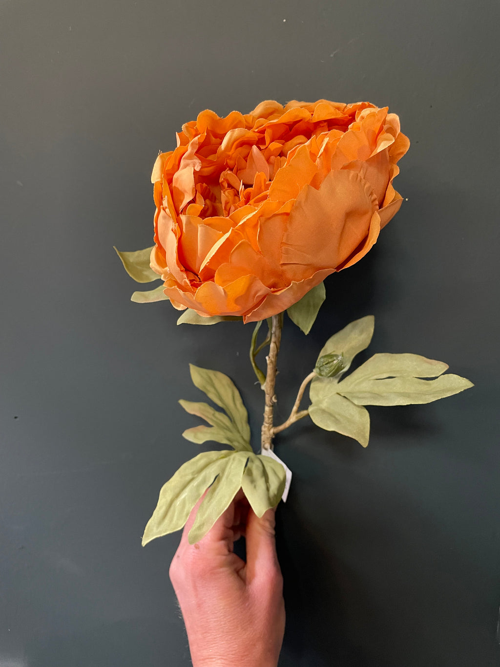 Single orange peony stem