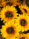 Sunflower stem