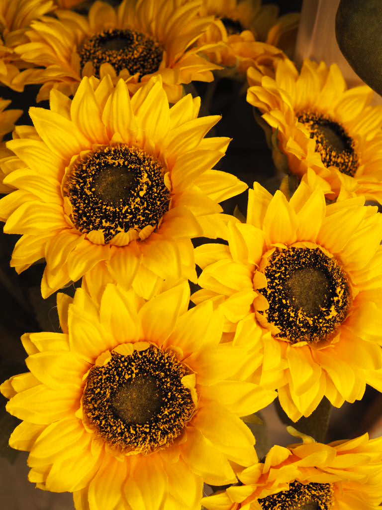 Sunflower stem