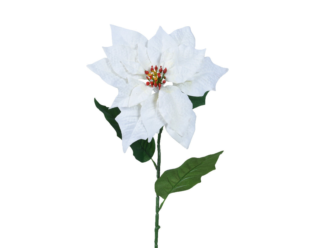 White poinsettia stem